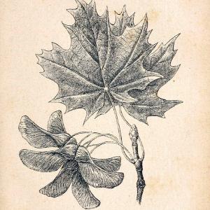 Atlas de poche des plantes des champs, des prairies et des boisParis:P. Klincksieck,[1894] |  | Vintage Print Reproduction 458891 Discount Pices