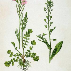 Atlas de poche des plantes des champs, des prairies et des boisParis:P. Klincksieck,[1894] |  | Vintage Print Reproduction 458914 Outlet Footlocker Finishline