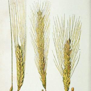 Atlas de poche des plantes des champs, des prairies et des boisParis:P. Klincksieck,[1894] |  | Vintage Print Reproduction 458873 Clearance 2025