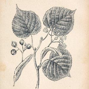 Atlas de poche des plantes des champs, des prairies et des boisParis:P. Klincksieck,[1894] |  | Vintage Print Reproduction 458889 For Cheap Pice