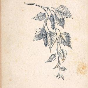 Atlas de poche des plantes des champs, des prairies et des boisParis:P. Klincksieck,[1894] |  | Vintage Print Reproduction 458906 Cheap Visit