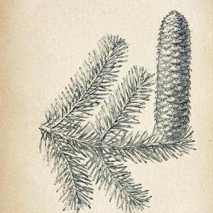 Atlas de poche des plantes des champs, des prairies et des boisParis:P. Klincksieck,[1894] |  | Vintage Print Reproduction 458911 Free Shipping Classic