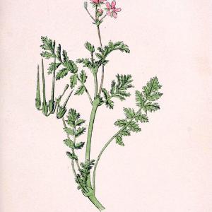 Atlas de poche des plantes des champs, des prairies et des boisParis:P. Klincksieck,[1894] |  | Vintage Print Reproduction 458939 Recommend Cheap Online