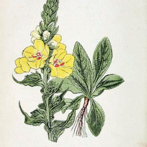 Atlas de poche des plantes des champs, des prairies et des boisParis:P. Klincksieck,[1894] |  | Vintage Print Reproduction 458863 Outlet Locations