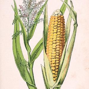 Atlas de poche des plantes des champs, des prairies et des boisParis:P. Klincksieck,[1894] |  | Vintage Print Reproduction 458874 Get To Buy Cheap Online