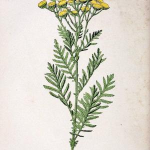 Atlas de poche des plantes des champs, des prairies et des boisParis:P. Klincksieck,[1894] |  | Vintage Print Reproduction 458865 Fashion Style Cheap Online