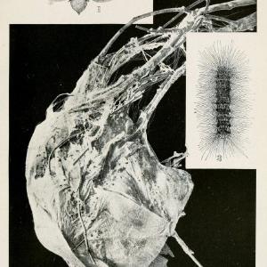 Australian insects..Sydney,W. Brooks[1907]. |  | Vintage Print Reproduction 459863 Buy Cheap Best Sale