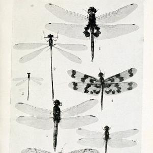 Australian insects..Sydney,W. Brooks[1907]. |  | Vintage Print Reproduction 459847 Geniue Stockist Cheap Pice