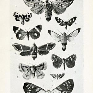 Australian insects..Sydney,W. Brooks[1907]. |  | Vintage Print Reproduction 459861 Good Selling Sale Online