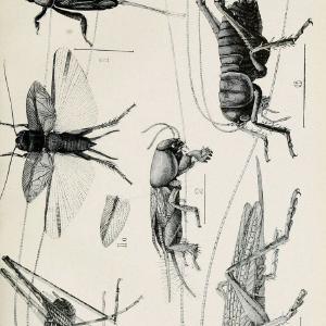 Australian insects..Sydney,W. Brooks[1907]. |  | Vintage Print Reproduction 459882 Cheap Visa Payment