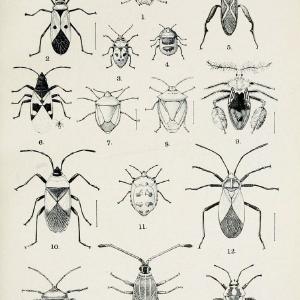 Australian insects..Sydney,W. Brooks[1907]. |  | Vintage Print Reproduction 459871 Ebay