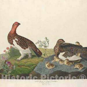 Audubon, Birds  of America, Willow Grous, 1848 : Art Print Manchester Cheap Pice