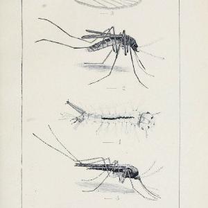 Australian insects..Sydney,W. Brooks[1907]. |  | Vintage Print Reproduction 459867 Cheap Sale Low Cost