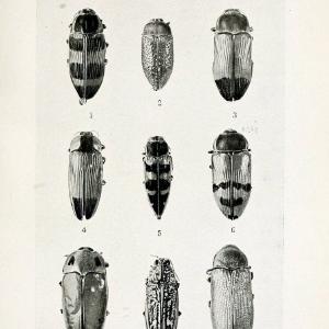 Australian insects..Sydney,W. Brooks[1907]. |  | Vintage Print Reproduction 459857 Clearance Cheapest Pice