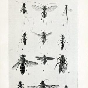 Australian insects..Sydney,W. Brooks[1907]. |  | Vintage Print Reproduction 459852 Discounts Cheap Pice