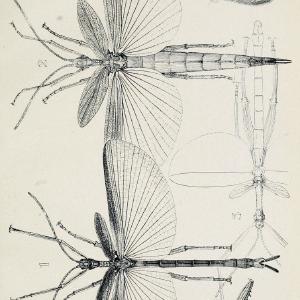 Australian insects..Sydney,W. Brooks[1907]. |  | Vintage Print Reproduction 459880 Free Shipping High Quality