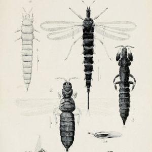 Australian insects..Sydney,W. Brooks[1907]. |  | Vintage Print Reproduction 459878 Sale Sast