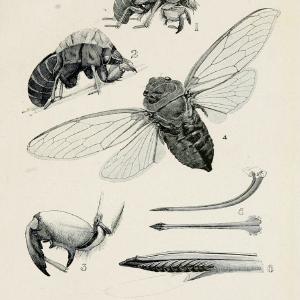 Australian insects..Sydney,W. Brooks[1907]. |  | Vintage Print Reproduction 459874 Buy Cheap Classic