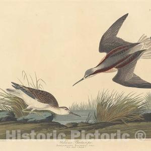 Audubon, Birds  of America, Wilson's Phalarope, 1848 : Art Print Buy Cheap Fake