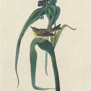 Audubon, Birds  of America, Vigors Vireo, 1848 : Art Print Discount Manchester