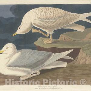 Audubon, Birds  of America, White-winged Silvery Gull, 1848 : Art Print Order Online
