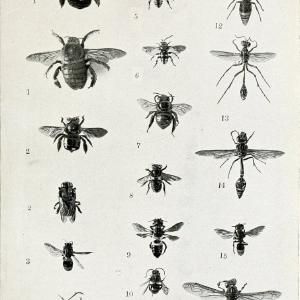 Australian insects..Sydney,W. Brooks[1907]. |  | Vintage Print Reproduction 459855 Cheap Order