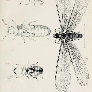 Australian insects..Sydney,W. Brooks[1907]. |  | Vintage Print Reproduction 459873 Discount Cheap