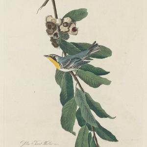 Audubon, Birds  of America, Yellow-throated Warbler, 1848 : Art Print Quality From China Cheap