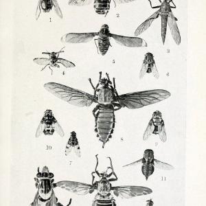 Australian insects..Sydney,W. Brooks[1907]. |  | Vintage Print Reproduction 459868 Release Dates Authentic
