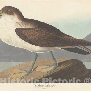 Audubon, Birds  of America, Wandering Shearwater, 1848 : Art Print 100% Original Sale Online