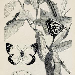 Australian insects..Sydney,W. Brooks[1907]. |  | Vintage Print Reproduction 459858 Cheap 2025 Newest