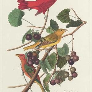 Audubon, Birds  of America, Summer Red Bird, 1848 : Art Print Best Place