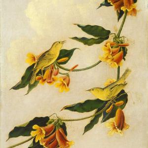 Audubon, Birds  of America, Yellow Warbler, 1848 : Art Print Best Pices