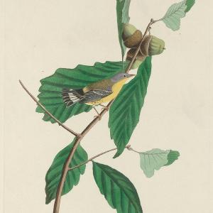 Audubon, Birds  of America, Swainson's Warbler, 1848 : Art Print Free Shipping Sast