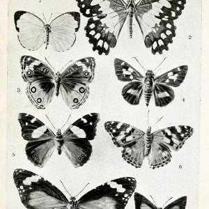 Australian insects..Sydney,W. Brooks[1907]. |  | Vintage Print Reproduction 459859 Pictures Cheap Online