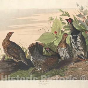 Audubon, Birds  of America, Spotted Grous, 1848 : Art Print Get Authentic