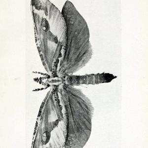 Australian insects..Sydney,W. Brooks[1907]. |  | Vintage Print Reproduction 459862 Fashionable Cheap Pice