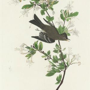 Audubon, Birds  of America, Wood Pewee, 1848 : Art Print Buy Cheap Big Sale