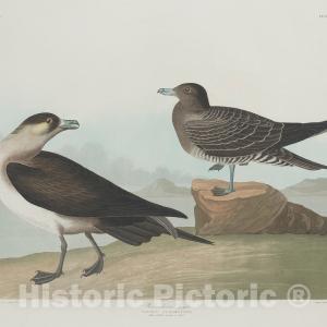 Audubon, Birds  of America, Richardson's Jager, 1848 : Art Print Clearance High Quality