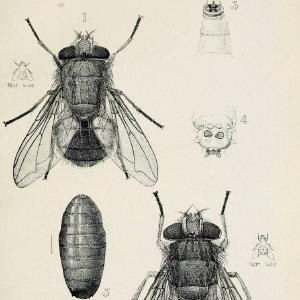 Australian insects..Sydney,W. Brooks[1907]. |  | Vintage Print Reproduction 459870 Top Quality For Sale