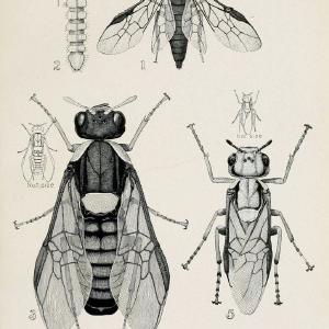 Australian insects..Sydney,W. Brooks[1907]. |  | Vintage Print Reproduction 459849 Outlet Largest Supplier