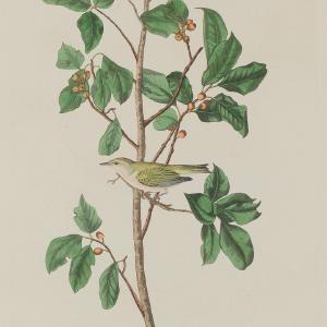 Audubon, Birds  of America, Tennessee Warbler, 1848 : Art Print Outlet Cheap Quality
