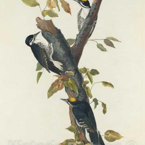 Audubon, Birds  of America, Three-Toed Woodpecker, 1848 : Art Print Shop Offer