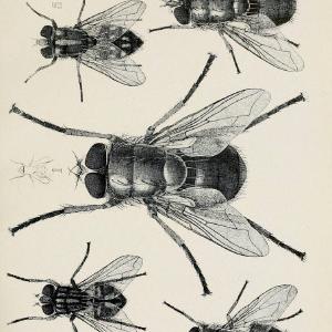 Australian insects..Sydney,W. Brooks[1907]. |  | Vintage Print Reproduction 459869 Online Online Original