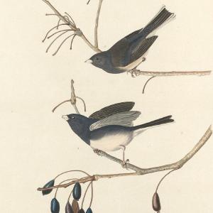 Audubon, Birds  of America, Snow-Bird, 1848 : Art Print Free Shipping Best Place