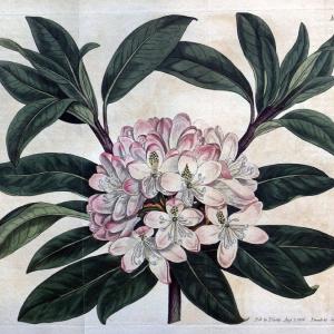 Curtis's botanical magazine. London ;New York [etc.] :Academic Press [etc.]. | Botany Periodicals "Pictorial works"  | Vintage Print Reproduction 449337 Cheap Sale Purchase