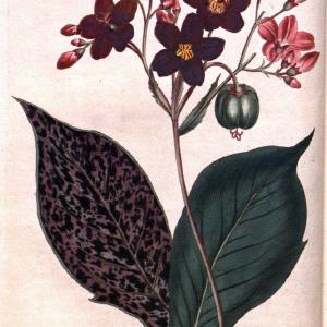 Curtis's botanical magazine. London ;New York [etc.] :Academic Press [etc.]. | Botany Periodicals "Pictorial works"  | Vintage Print Reproduction 449364 Best Seller Cheap Pice