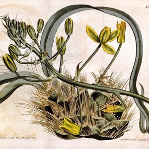 Curtis's botanical magazine. London ;New York [etc.] :Academic Press [etc.]. | Botany Periodicals "Pictorial works"  | Vintage Print Reproduction 449335 Sale Purchase