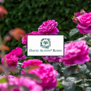 Rose Pruning with David Austin Roses Discount Best Seller