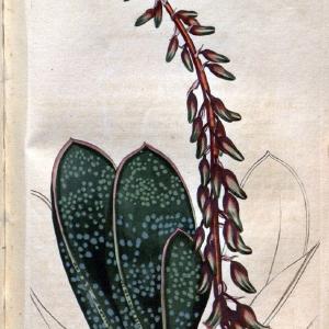 Curtis's botanical magazine. London ;New York [etc.] :Academic Press [etc.]. | Botany Periodicals "Pictorial works"  | Vintage Print Reproduction 456607 Footlocker Pictures Sale Online